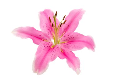 pembe lily izole 