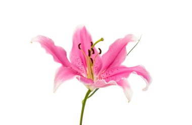 pembe lily izole 
