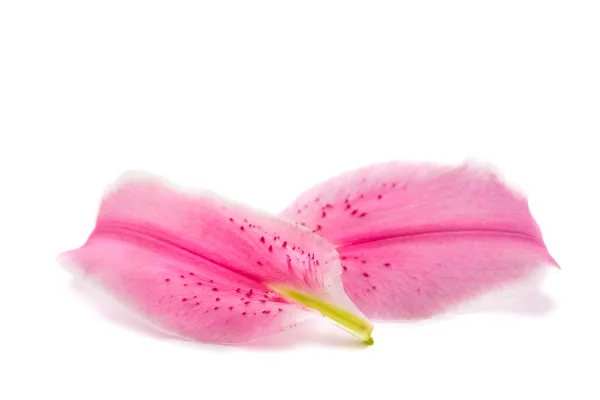 Lily petals isolated — Stock Photo, Image