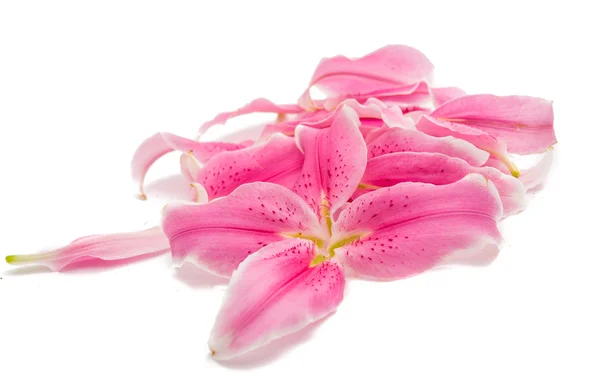 Lily bloemblaadjes geïsoleerd — Stockfoto