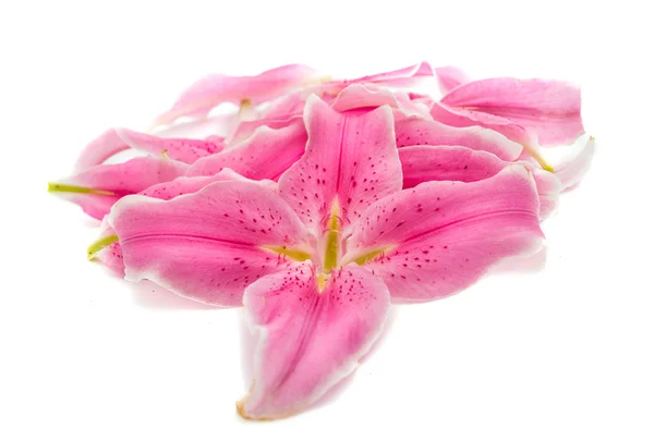 Lily petals isolated — Stock Photo, Image