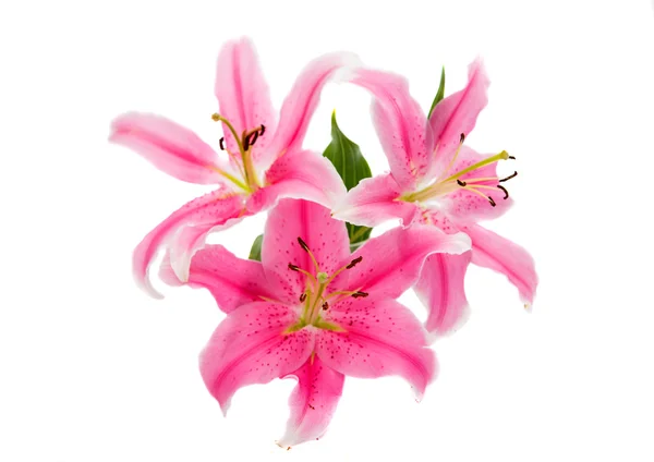 Roze lily geïsoleerd — Stockfoto