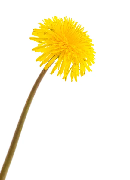 Dandelion isolated — Stock Photo, Image