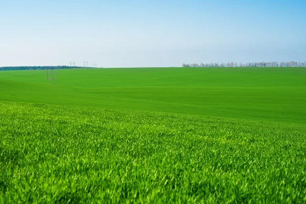 Green wheat field — Stock Photo, Image