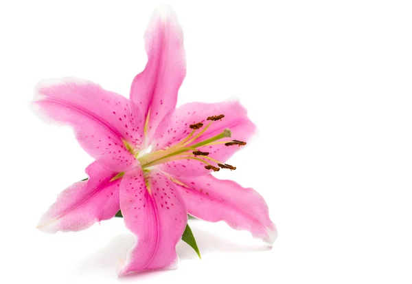 Roze lily geïsoleerd — Stockfoto
