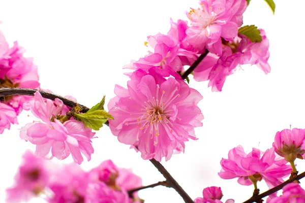 Spring cherry tree blossoms — Stock Photo, Image