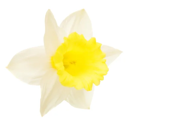 Daffodil aislado — Foto de Stock