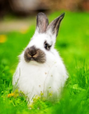 Yeşil çimenlikteki tavşan