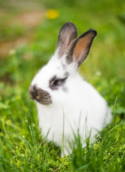 Кролик в зеленой траве — стоковое фото