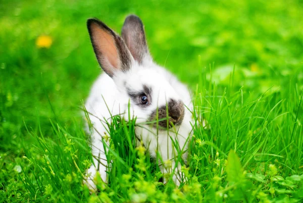 Conejo en hierba verde — Foto de Stock