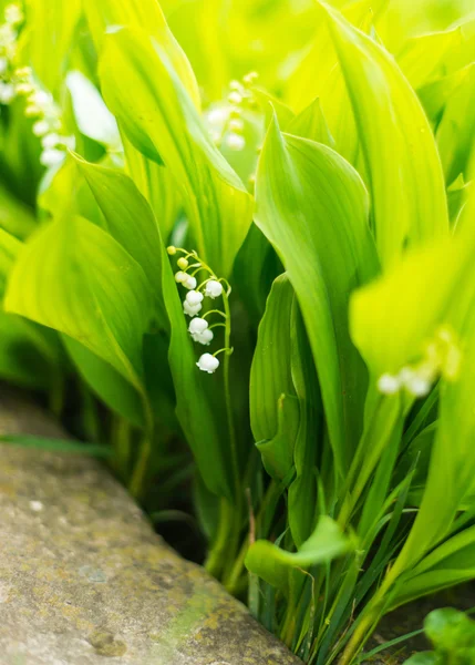 Лилия вазовская - конваллярия мажорная — стоковое фото
