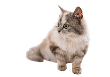 Kedi 