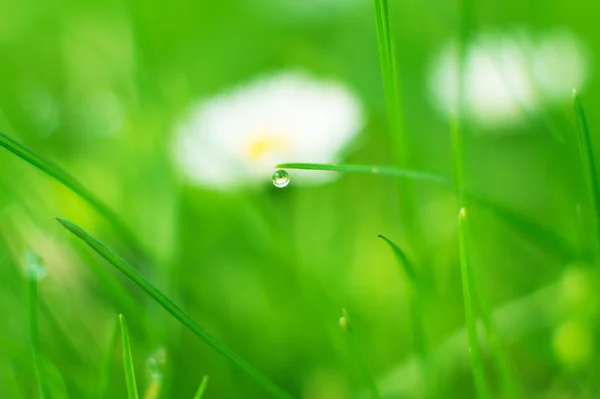 Lente weiland met bloemen en groen gras — Stockfoto