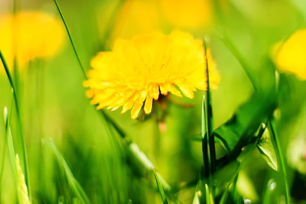 用鲜花和绿草的春天草地 — 图库照片