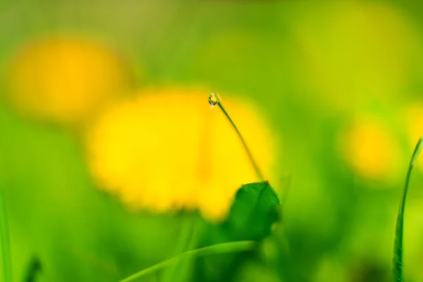 फुलं आणि हिरव्या गवत वसंत ऋतु मेडवो — स्टॉक फोटो, इमेज