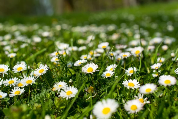 Våren äng med blommor och grönt gräs — Stockfoto