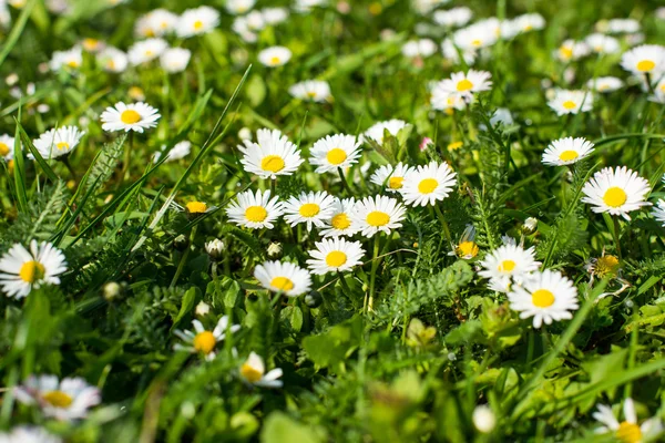 Lente weiland met bloemen en groen gras — Stockfoto