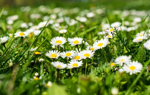 Prairie printanière avec fleurs et herbe verte — Photo