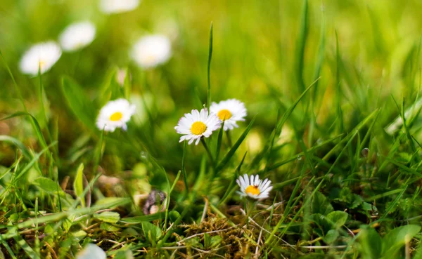 Lente weiland met bloemen en groen gras — Stockfoto