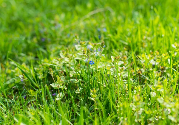 Prato primaverile con fiori ed erba verde — Foto Stock