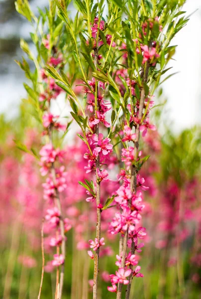Rama con flores de almendra — Foto de Stock