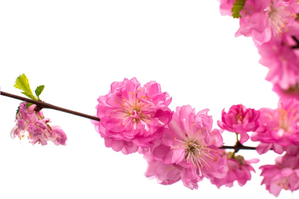 Våren körsbärsträdet blommar — Stockfoto