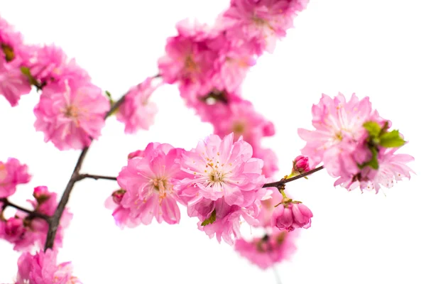 Spring cherry tree blossoms — Stock Photo, Image