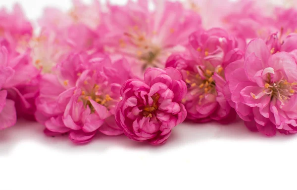Wiosna Kwiaty wiśniowe drzewo — Zdjęcie stockowe