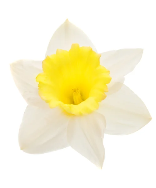 Daffodil isolated — Stock Photo, Image