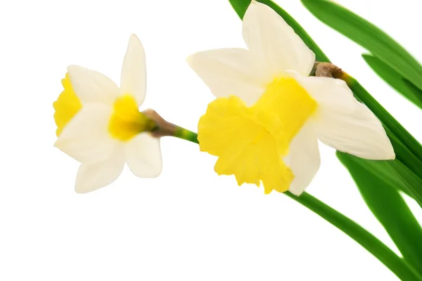 Daffodil aislado —  Fotos de Stock
