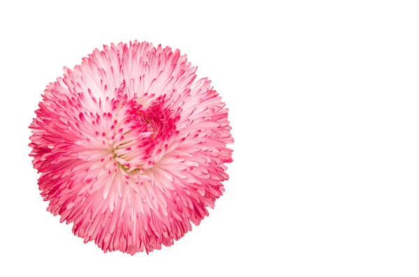 Różowy stokrotka na białym tle — Zdjęcie stockowe