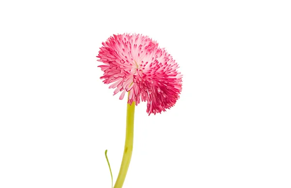 分離されたピンクのヒナギク — ストック写真