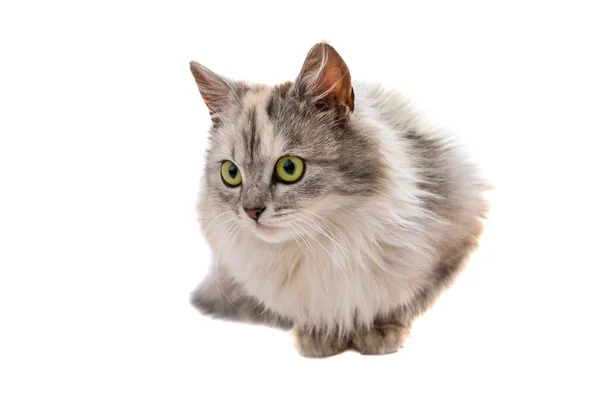 Cat — Stock Photo, Image