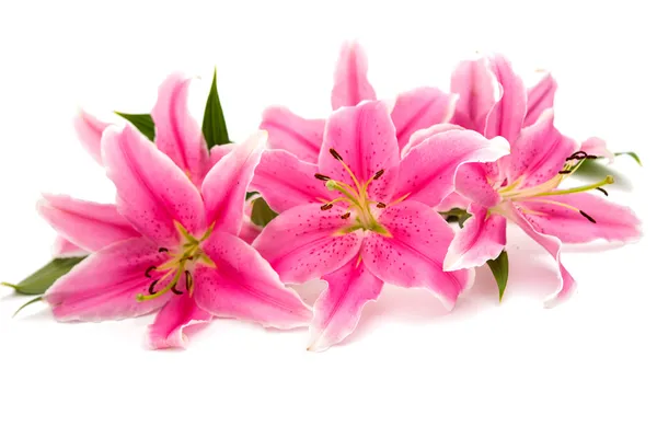 pembe lily izole