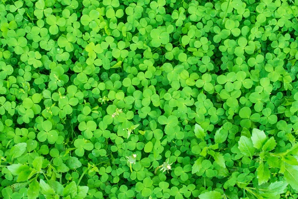 Växt av släkten Trifolium växer — Stockfoto