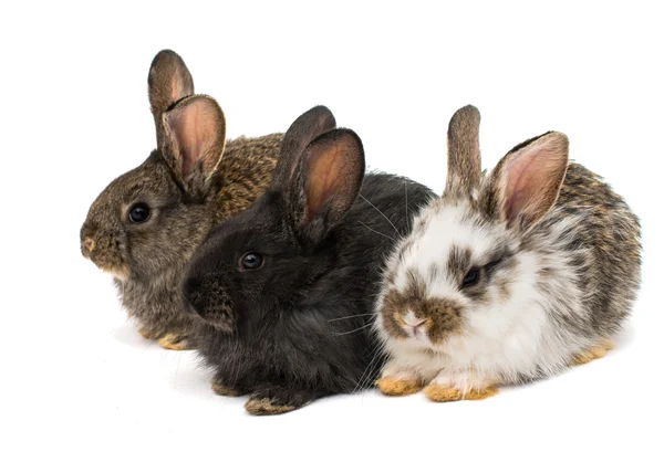 Pequeños conejos — Foto de Stock