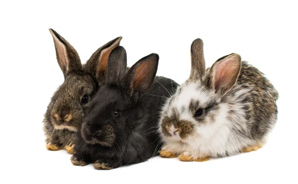 Pequeños conejos — Foto de Stock