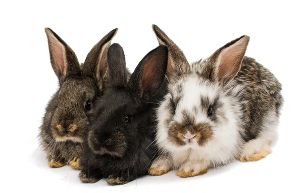 Маленькие кролики — стоковое фото