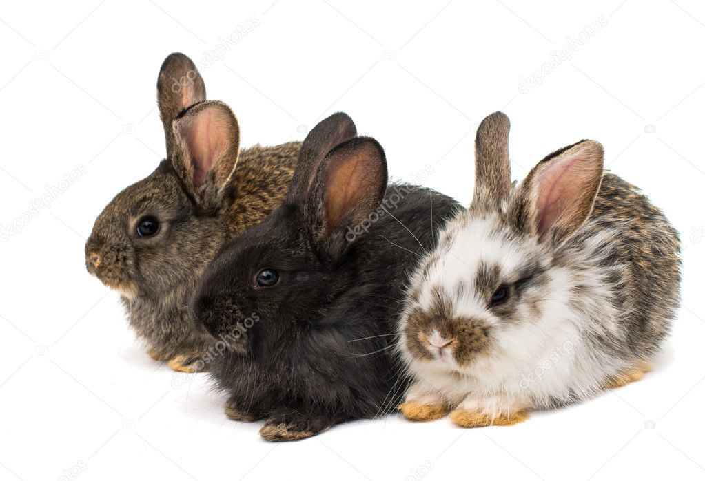 little rabbits 
