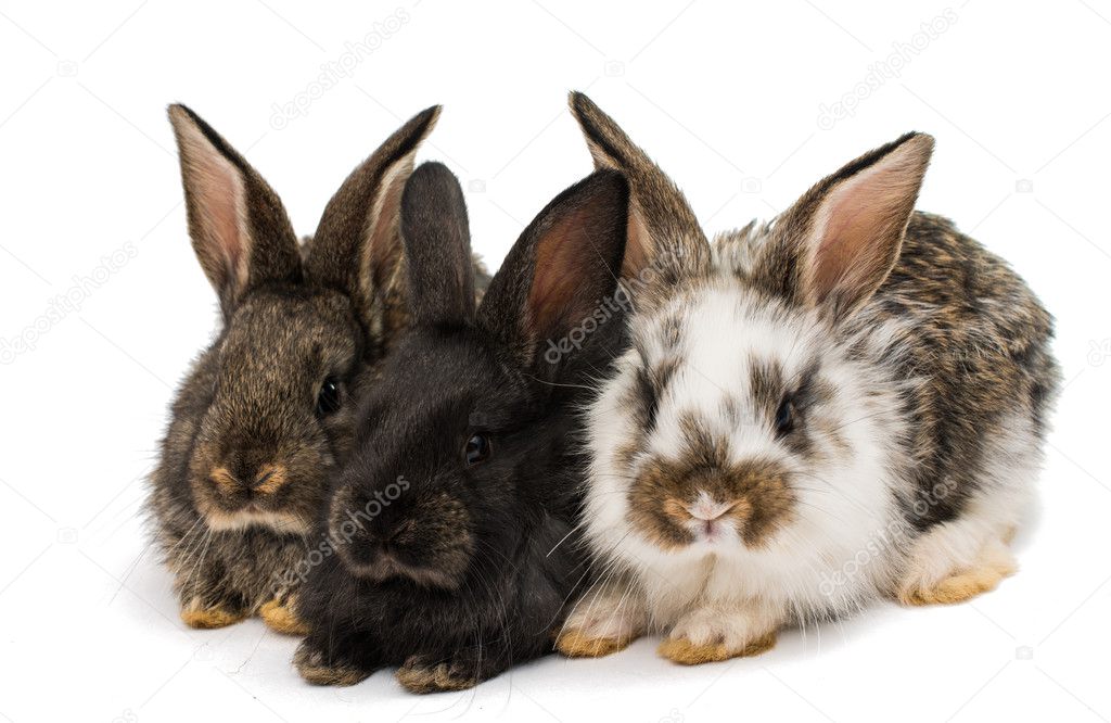 little rabbits 