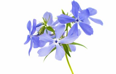 Bahar phlox izole 