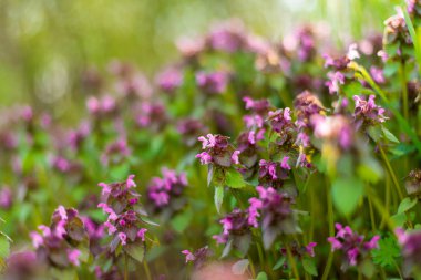 ısırgan otu çiçeği 