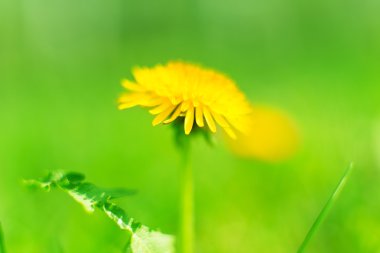 karahindiba büyüyen