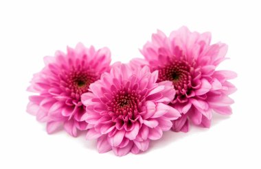 Kasımpatı çiçeği 