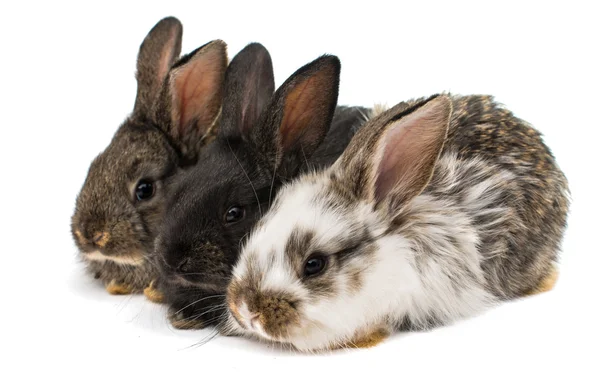 Pequenos coelhos — Fotografia de Stock