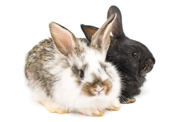 Маленькі кролики — стокове фото