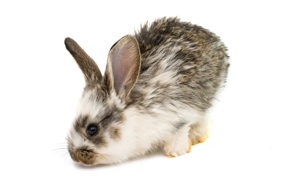 Little rabbits — Stock Photo, Image