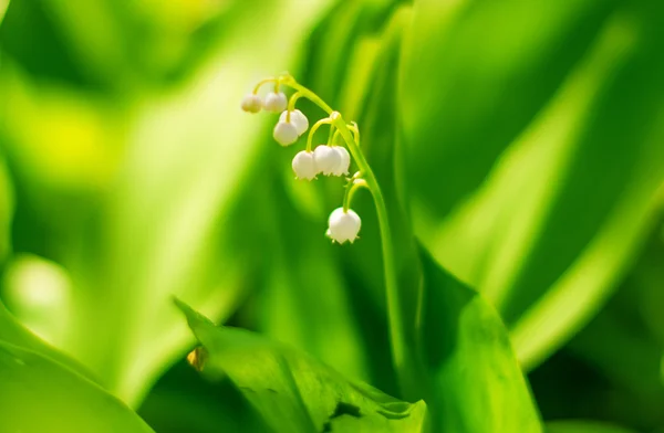 Blooming Lily-of-the-valley – stockfoto