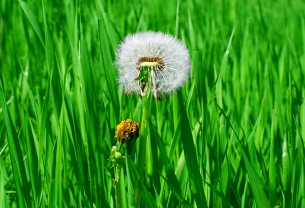 Pissenlit dans l'herbe verte au printemps — Photo