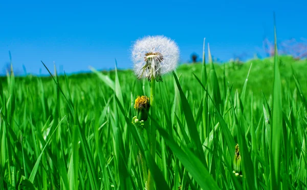 Одуванчик в зеленой траве весной — стоковое фото
